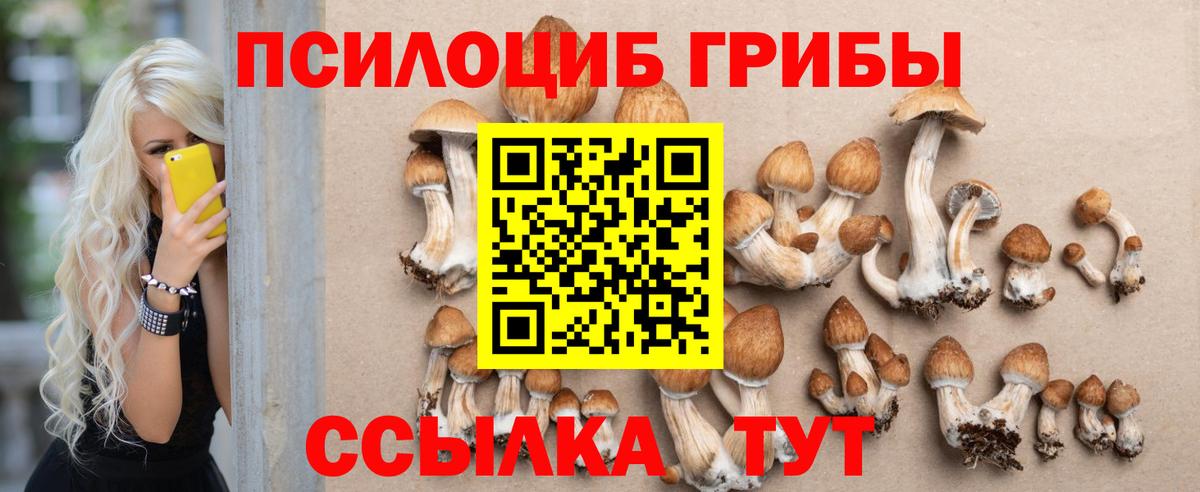 Кисловодск  где найти   Вход с VPN  Галлюциногенные грибы Psilocybe 